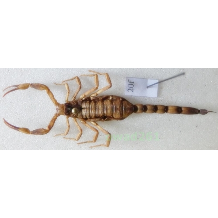 Mesobuthus martensii (Karsch, 1879) +60mm Indonesia, Java Is20f